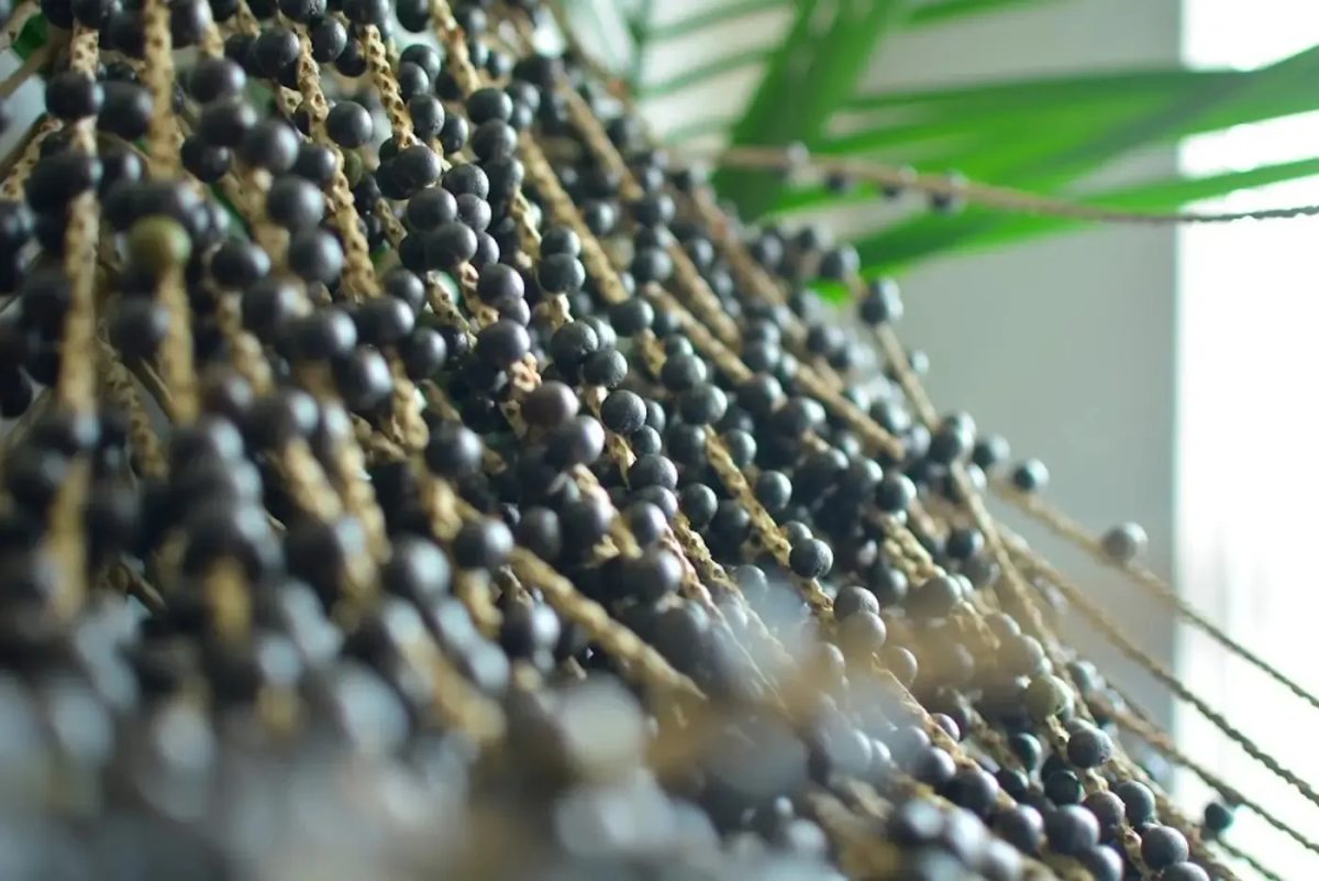 Dia do açaí: como mulheres negras e mestiças do século XIX construíram a história da fruta em Belém