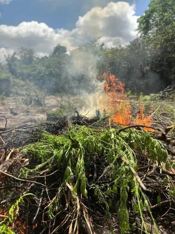PF destrói 2,9 mil pés de maconha e prende homem em plantação no Pará