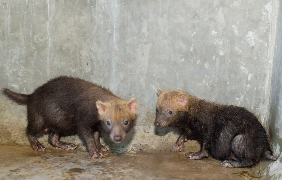 Zoo de Brasília recebe filhotes de cachorro-vinagre